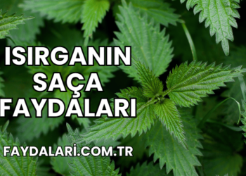 Isırganın Saça Faydaları