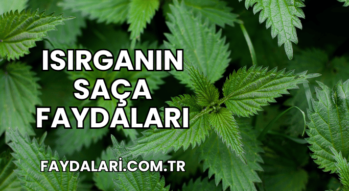 Isırganın Saça Faydaları