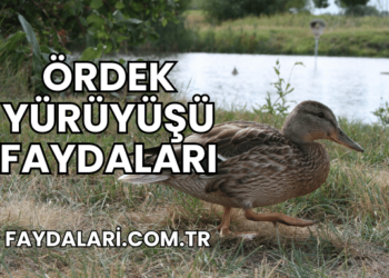 Ördek Yürüyüşü Faydaları