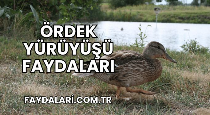 Ördek Yürüyüşü Faydaları