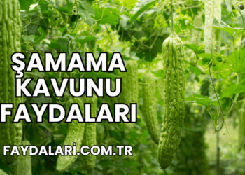 Şamama Kavunu Faydaları