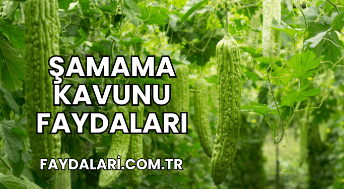 Şamama Kavunu Faydaları