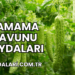 Şamama Kavunu Faydaları