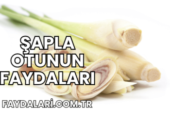 Şapla Otunun Faydaları