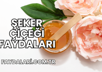 Şeker Çiçeği Faydaları