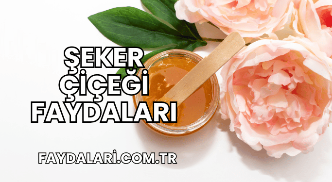 Şeker Çiçeği Faydaları