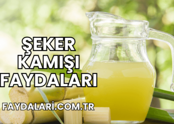Şeker Kamışı Faydaları