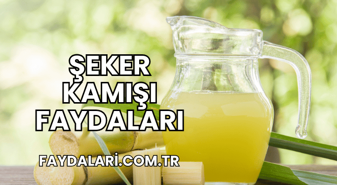 Şeker Kamışı Faydaları
