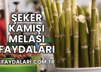 Şeker Kamışı Melası Faydaları