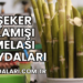 Şeker Kamışı Melası Faydaları