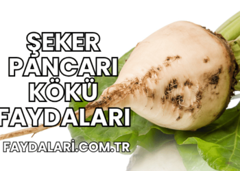 Şeker Pancarı Kökü Faydaları