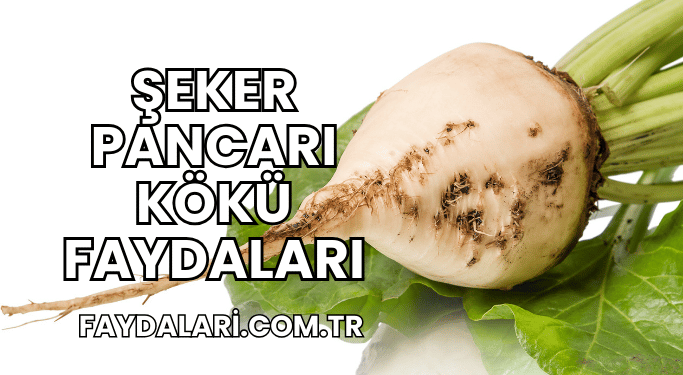 Şeker Pancarı Kökü Faydaları