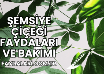 Şemsiye Çiçeği Faydaları ve Bakımı