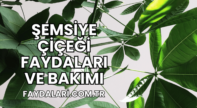 Şemsiye Çiçeği Faydaları ve Bakımı