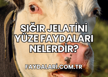 Sığır Jelatini Yüze Faydaları Nelerdir
