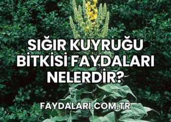 Sığır Kuyruğu Bitkisi Faydaları Nelerdir?