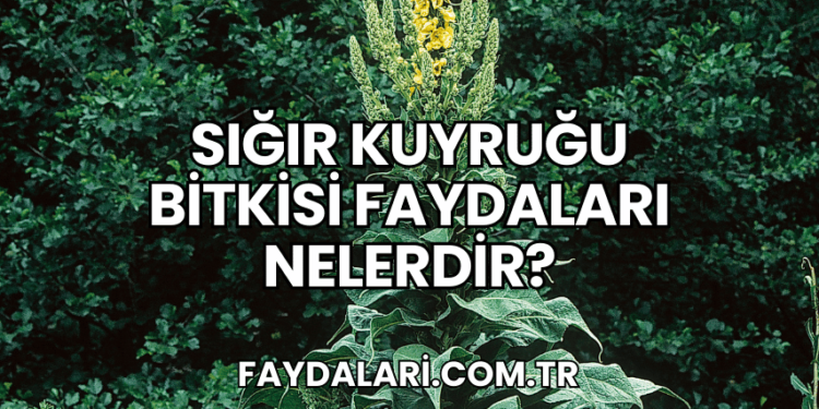 Sığır Kuyruğu Bitkisi Faydaları Nelerdir?