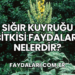 Sığır Kuyruğu Bitkisi Faydaları Nelerdir?