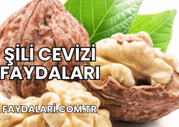 Şili Cevizi Faydaları