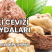 Şili Cevizi Faydaları