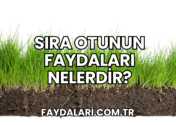 Sıra Otunun Faydaları Nelerdir