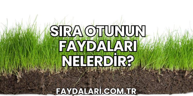 Sıra Otunun Faydaları Nelerdir