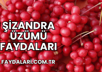 Şizandra Üzümü Faydaları