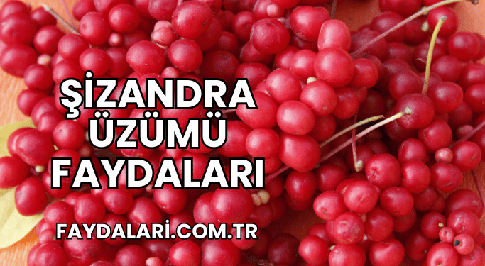 Şizandra Üzümü Faydaları