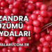 Şizandra Üzümü Faydaları