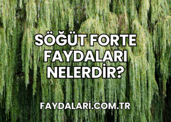 Söğüt Forte Faydaları Nelerdir?