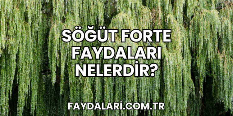 Söğüt Forte Faydaları Nelerdir?