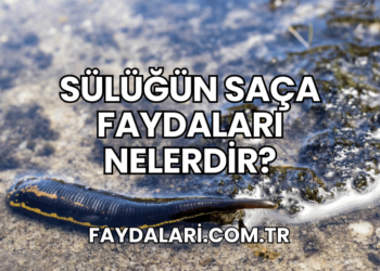 Sülüğün Saça Faydaları Nelerdir?