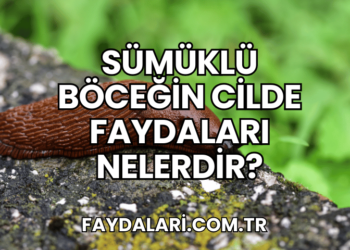 Sümüklü Böceğin Cilde Faydaları Nelerdir?