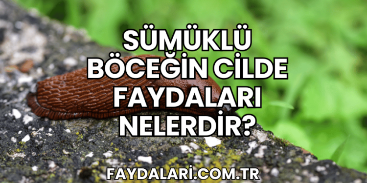 Sümüklü Böceğin Cilde Faydaları Nelerdir?
