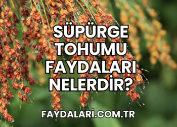 Süpürge Tohumu Faydaları Nelerdir?