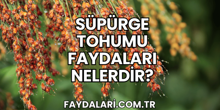 Süpürge Tohumu Faydaları Nelerdir?