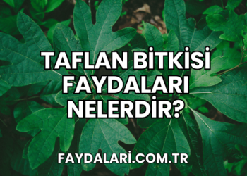 Taflan Bitkisi Faydaları Nelerdir?