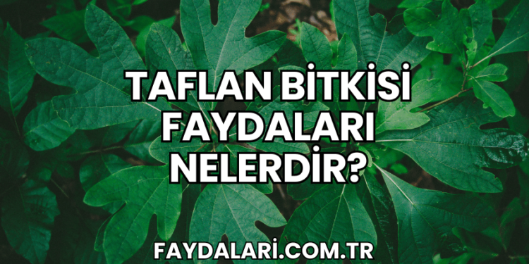 Taflan Bitkisi Faydaları Nelerdir?