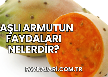 Taşlı Armutun Faydaları Nelerdir?
