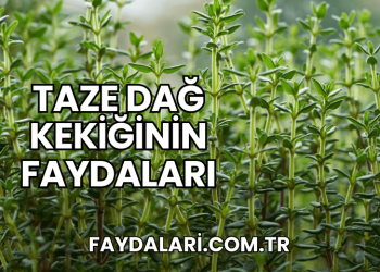 Taze Dağ Kekiğinin Faydaları