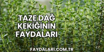 Taze Dağ Kekiğinin Faydaları