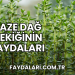 Taze Dağ Kekiğinin Faydaları