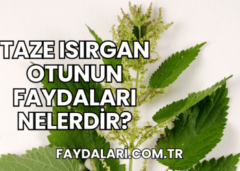 Taze Isırgan Otunun Faydaları Nelerdir?