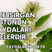 Taze Isırgan Otunun Faydaları Nelerdir?