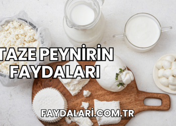 Taze Peynirin Faydaları