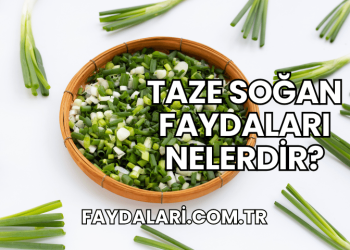 Taze Soğan Faydaları Nelerdir?