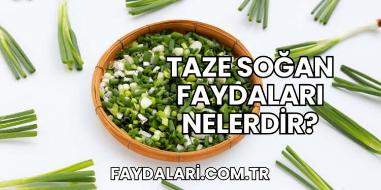 Taze Soğan Faydaları Nelerdir?