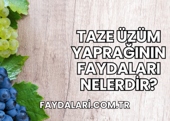 Taze Üzüm Yaprağının Faydaları Nelerdir?