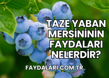 Taze Yaban Mersininin Faydaları Nelerdir?
