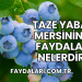 Taze Yaban Mersininin Faydaları Nelerdir?